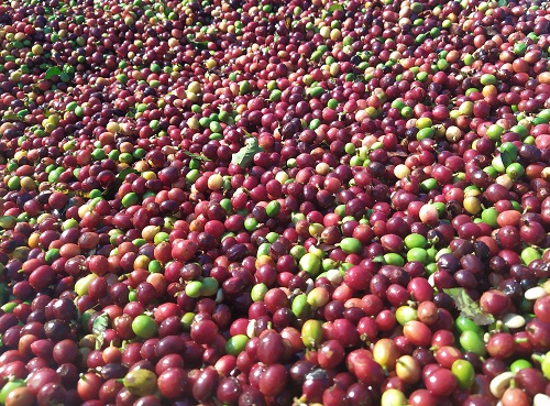 Café recém colhido no pano